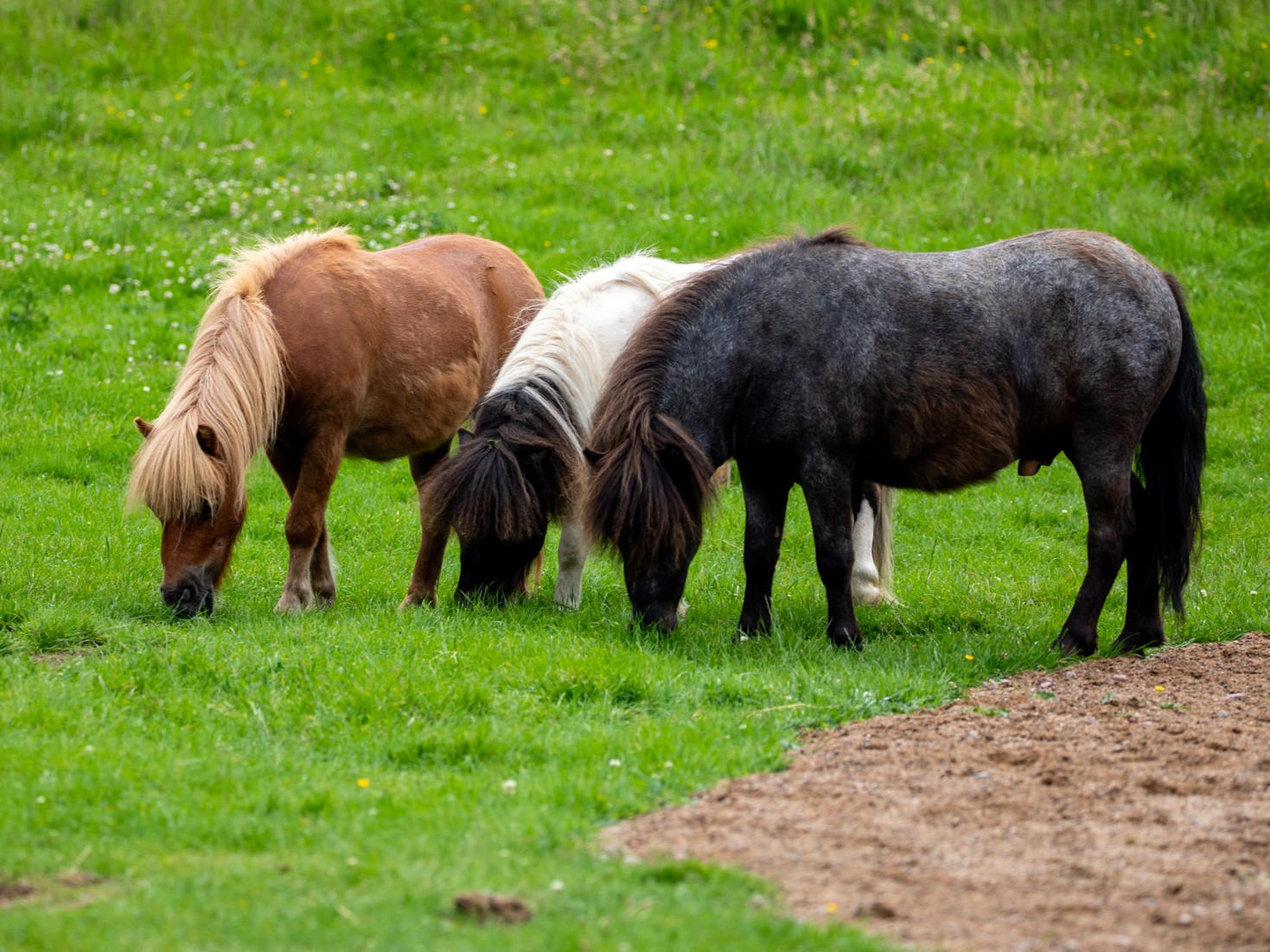 Shetland ponies IMAGE OT 2026